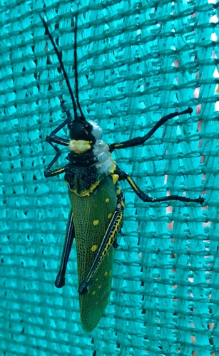 Spotted Locust photo 3