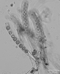 Ramsbottomia crechqueraultii