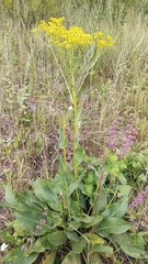 Senecio doria