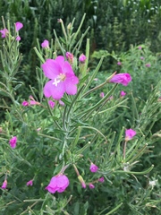Epilobium hirsutum