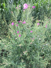 Epilobium hirsutum