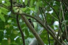 Chrysophlegma miniaceum