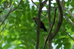 Chrysophlegma miniaceum