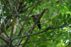 Chrysophlegma miniaceum