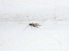 Stenonemobius gracilis