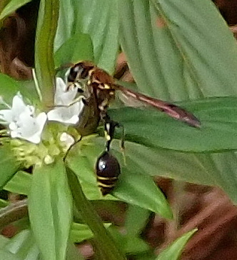 Zethus sichelianus