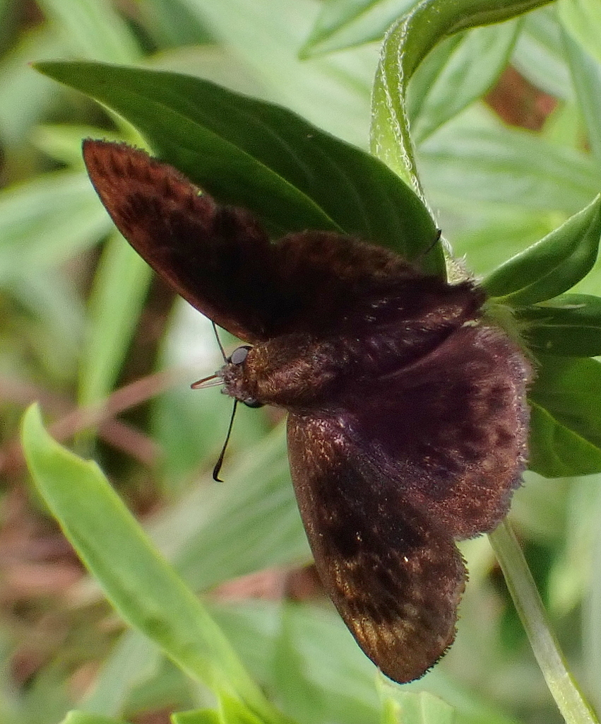 Crisp Skipper