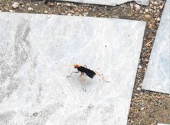 Leptodialepis bipartitus
