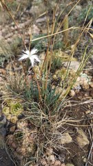 Dianthus acicularis