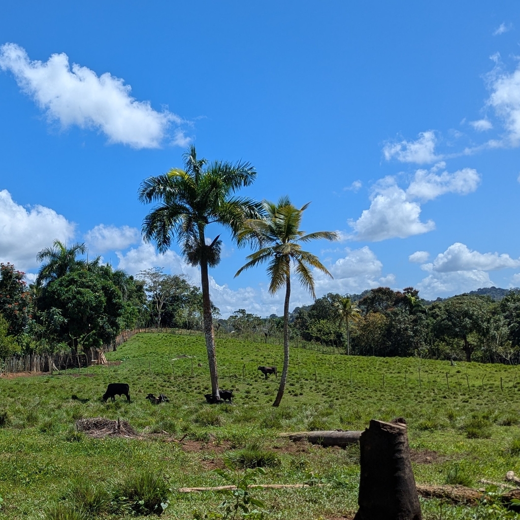 Roystonea borinquena; photograph (c) Nick Kleinschmidt, some rights reserved (CC BY)