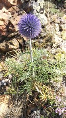 Echinops latifolius