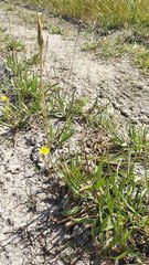 Scorzonera parviflora