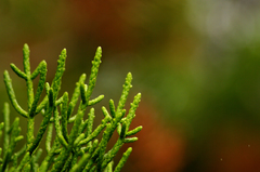 Athrotaxis cupressoides