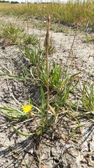 Scorzonera parviflora