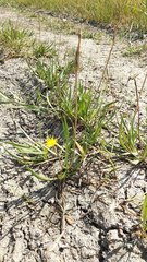 Scorzonera parviflora