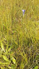 Gentianopsis barbata