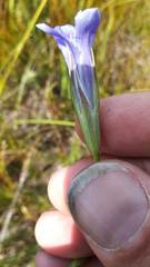 Gentianopsis barbata