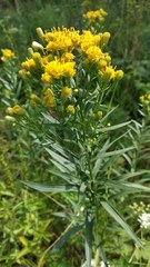 Galatella biflora