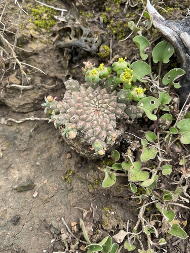 Euphorbia procumbens, photograph 4