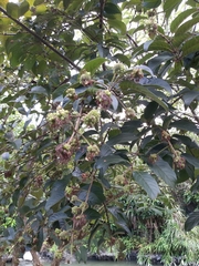 Cephalanthus