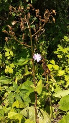 Cicerbita macrophylla uralensis