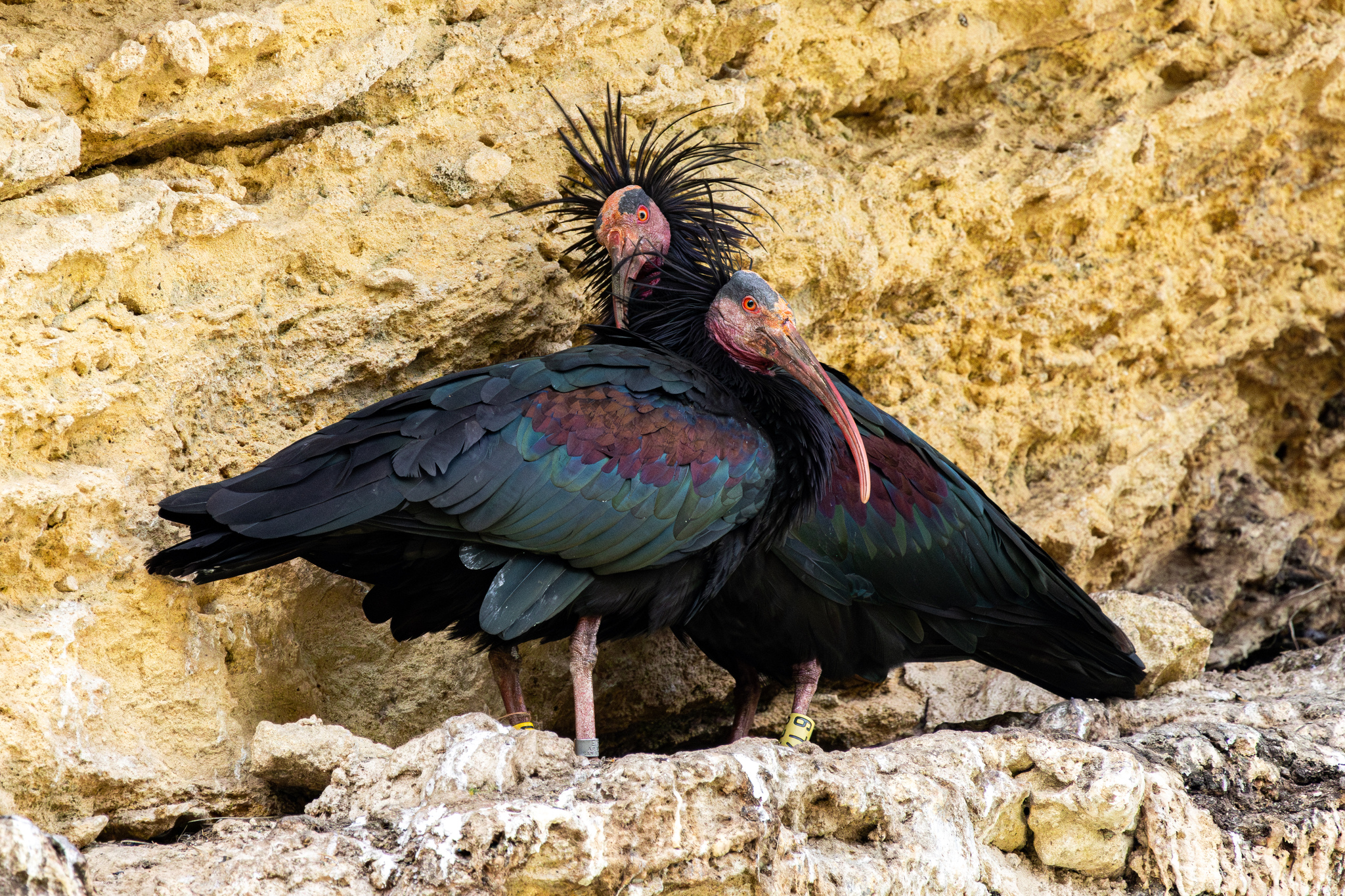 Northern Bald Ibis (Geronticus eremita)