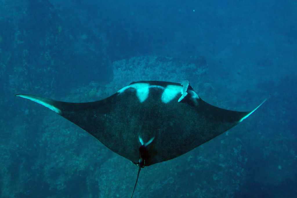 Oceanic Manta Ray in February 2025 by Hubert Lagrange · iNaturalist