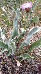 Psephellus sibiricus