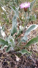 Psephellus sibiricus