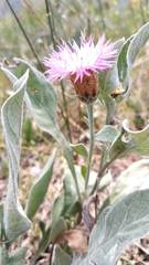 Psephellus sibiricus