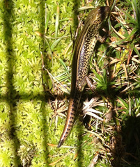 Eulamprus kosciuskoi