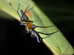 Bathippus