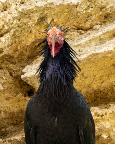 Ibis eremita (Geronticus eremita)