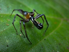 Bathippus