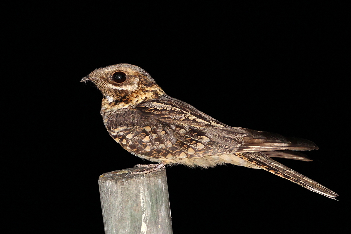 Red-necked Nightjar (Caprimulgus ruficollis) · iNaturalist