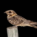 Red-necked Nightjar - Photo (c) naturpel, some rights reserved (CC BY-NC), uploaded by naturpel