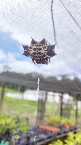Spinybacked Orbweaver