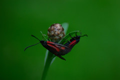 Zygaena osterodensis