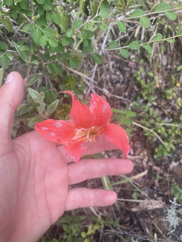 Cyrtanthus sanguineus