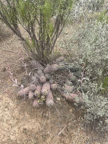 Haworthiopsis reinwardtii