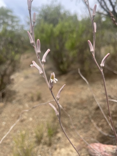 Haworthiopsis reinwardtii (Haworthiopsis reinwardtii)