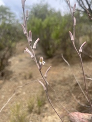Haworthiopsis reinwardtii