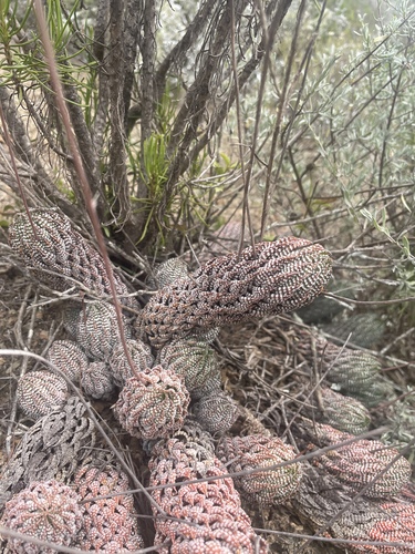 Haworthiopsis reinwardtii