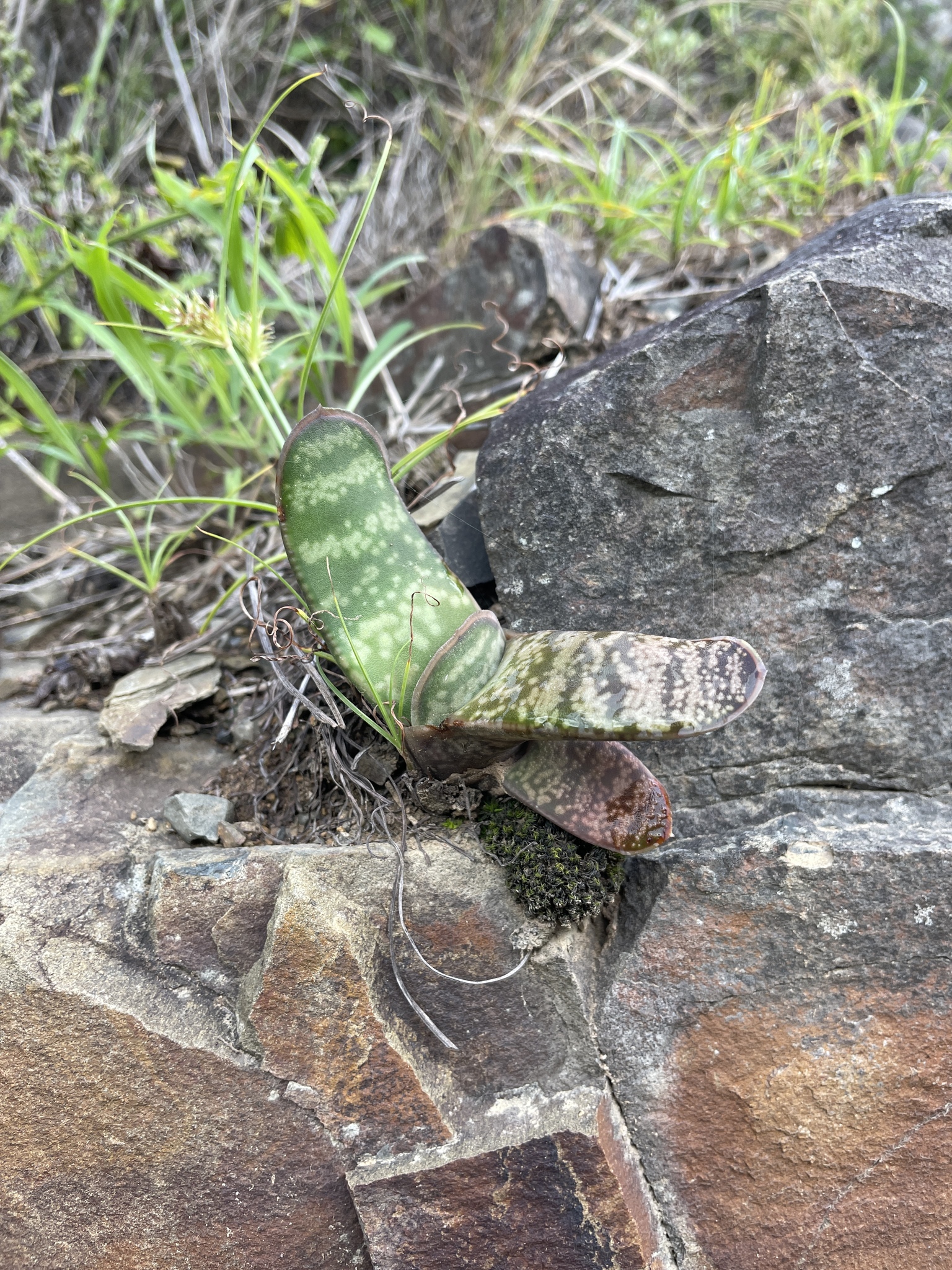 Gasteria Excelsa (Gasteria excelsa)