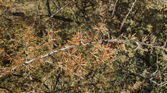 Rhigozum brevispinosum image