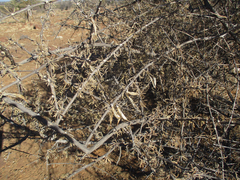 Rhigozum brevispinosum image
