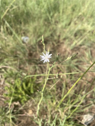 Image of Lactuca inermis by (c) Justin Ponder, some rights reserved (CC BY)