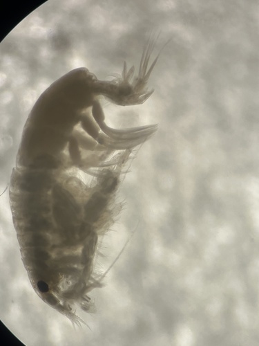 Microphoxus
