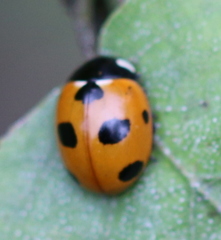 Coccinella magnifica