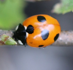 Coccinella magnifica